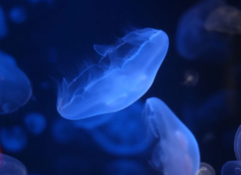 Light from the Deep: How Pacific Ocean Organisms Are Illuminating the Future of Medical Diagnostics