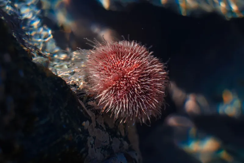 When Ecosystems Collide: The Non-Native Species Quietly Dismantling Pacific Coastal Habitats