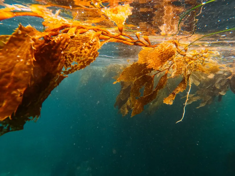 Sediments, Seagrass, and the Sea: Inside the Pacific's Natural Carbon Storage System