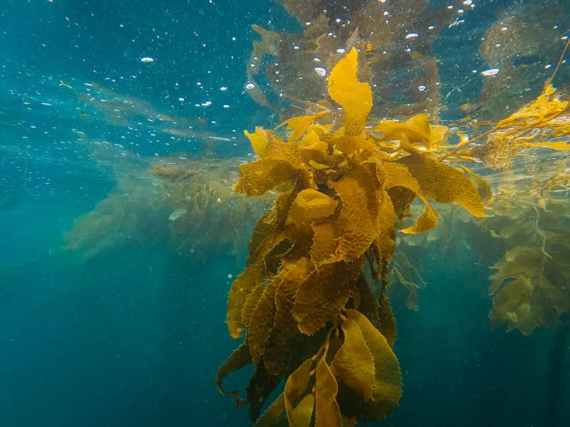 Warm Waters, Shifting Worlds: How a Changing Pacific Is Redrawing the Map of Marine Life